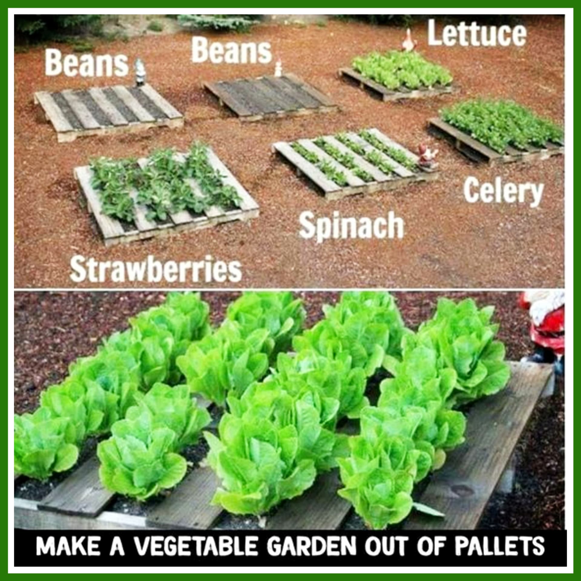 Pallet vegetable garden - DIY raised pallet vegetable garden to grow veggies, herbs, strawberry plants and more - easy DIY pallet projects ideas for your garden, backyard, patio, decks or in your house.  How to build a pallet vegetable garden ( you'll see how easy it is how to make it)